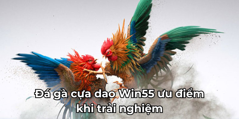 Ưu điểm khi trải nghiệm đá gà tại Win55