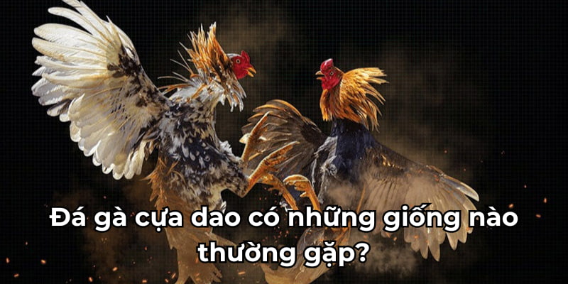 Đá gà cựa dao có những giống nào thường gặp?